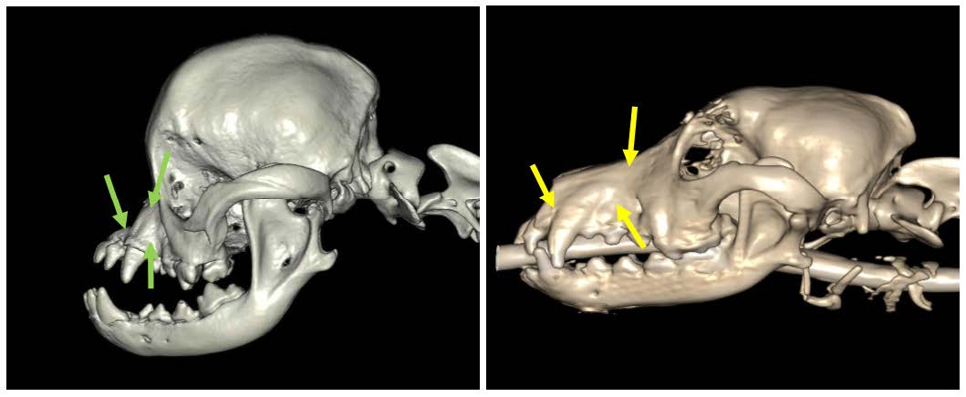 crâne de chien brachycéphale en reconstruction 3D
