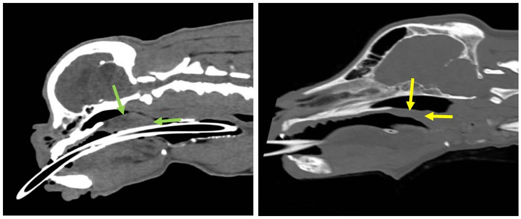 image en coupe sagittale du crâne d’un chien brachycéphale