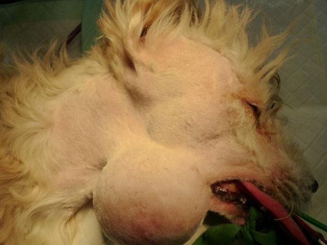 Mucocœle cervicale sur un chien croisé de 9 ans