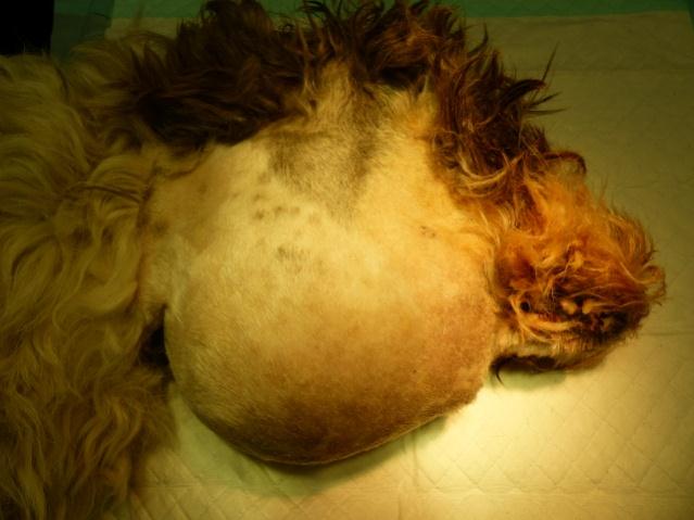 Mucocœle cervicale sur un chien croisé de 10 ans