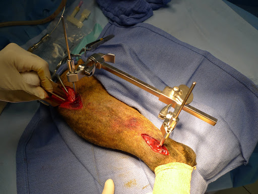 Utilisation d’un distracteur lors de la réduction chirurgicale d’une fracture du tibia sur un chien par voie mini invasive.